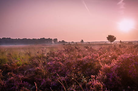 Grass Field thumbnail