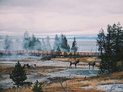 brown deer beside tree during day thumbnail