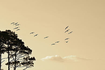 trees above flying birds thumbnail
