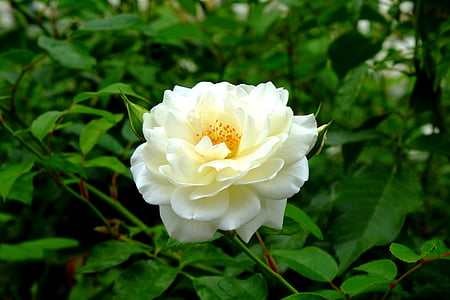 white rose thumbnail