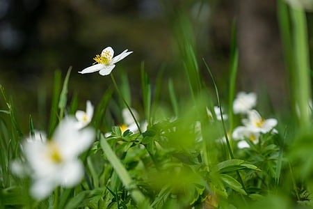 selective focus photography of white petaled flower thumbnail