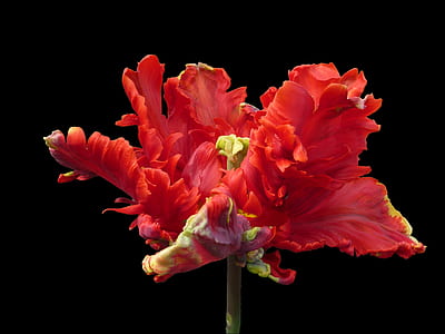 red petaled flower thumbnail