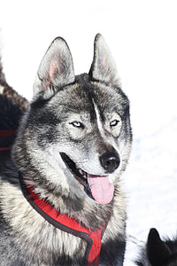 white and black Siberian husky thumbnail