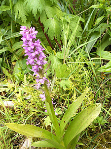 Western Marsh Knabenkraut, Orchid thumbnail