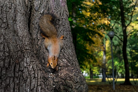 brown and gray squirrel on brown tree trunk thumbnail
