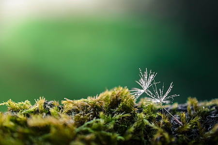 macro photography of green and white leaves thumbnail