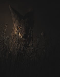 closeup photo of gray fox thumbnail