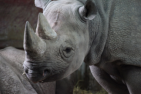 Rhinoceros animal thumbnail