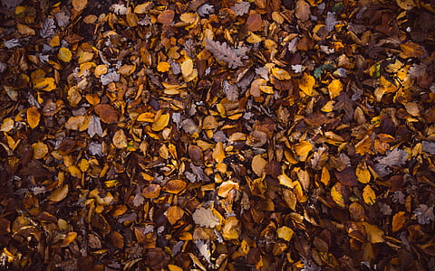 brown dried leaves thumbnail