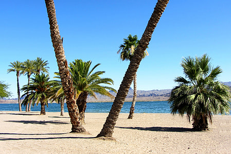 palm trees near beach thumbnail