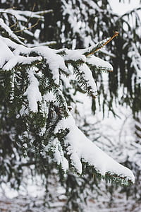 snow covered pine trees thumbnail