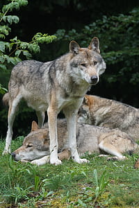 wolf standing on green grass field during daytime thumbnail