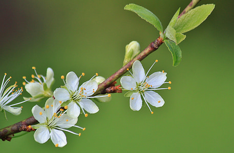 white flowers thumbnail
