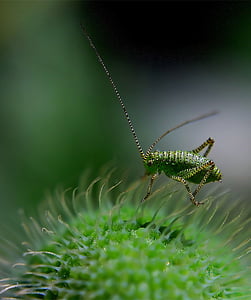 green cricket in close-up photography thumbnail
