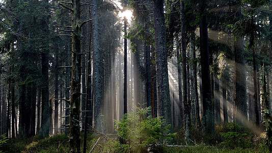 forest with sunlight thumbnail