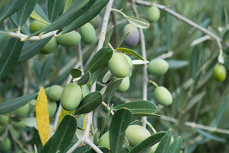 brunch of green fruit thumbnail