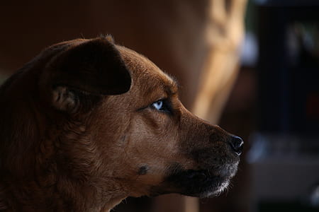 brown dog shallow focus photography thumbnail