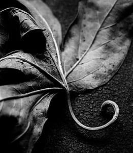 grayscale photo of leaf thumbnail