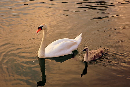 white duck on body of water thumbnail