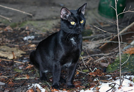 short-fur black cat thumbnail
