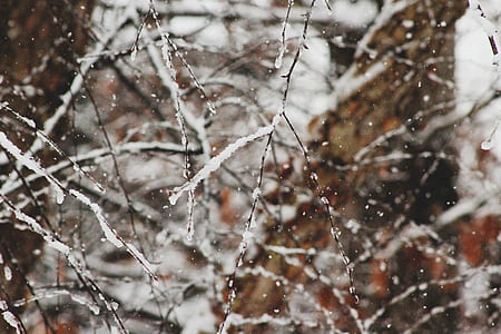 photography of tree branches with snow thumbnail