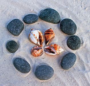 brown and white conch shell on sand thumbnail