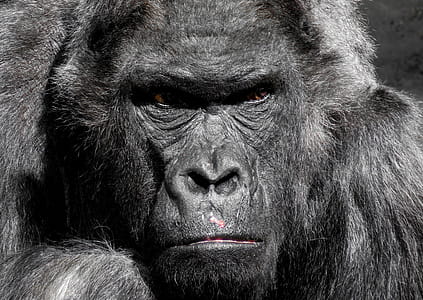 Gorilla Animal thumbnail