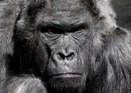black gorilla thumbnail