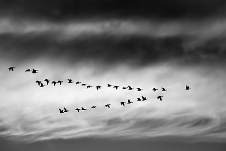 silhouette of flying birds thumbnail
