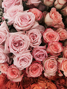 pile of pink roses thumbnail