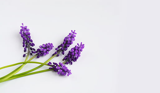 lavender on white surface thumbnail