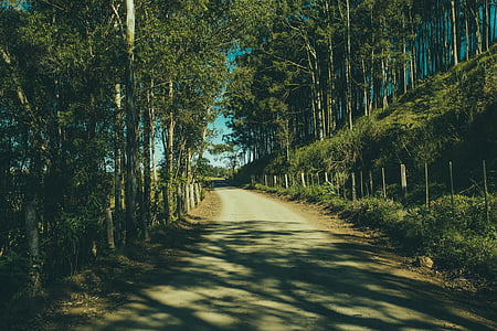 gray concrete road between trees thumbnail