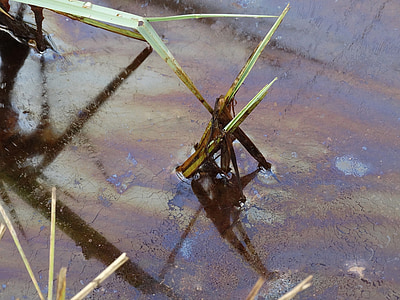 photo of oil covered water thumbnail