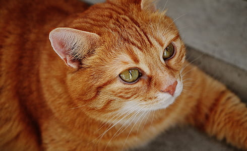 shallow focus photography of orange tabby cat thumbnail