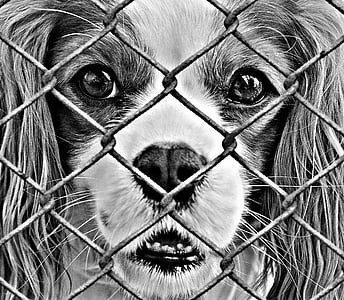 grayscale photography of Cavalier King Charles spaniel thumbnail