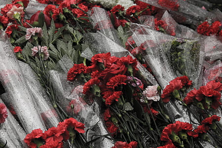 red petaled flowers thumbnail