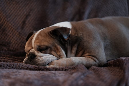 adult pug lying on coach thumbnail