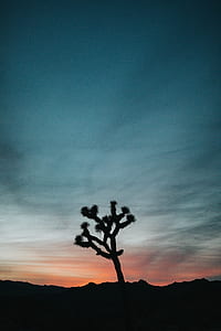 siluette of tree thumbnail