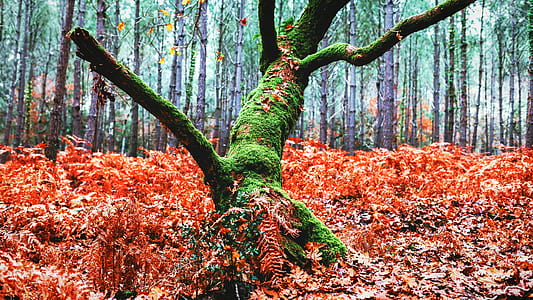 landscape photography of green tree branch thumbnail