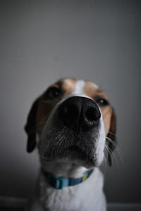 adult tricolor beagle thumbnail