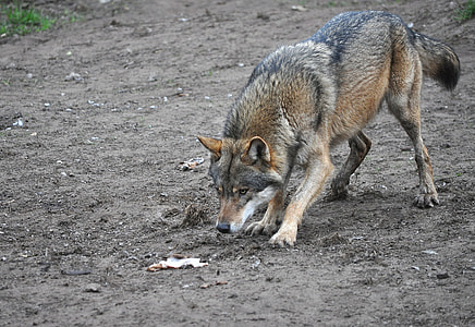 Czechoslovakian Wolf dog thumbnail