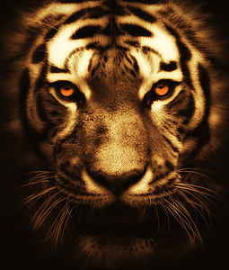 portrait photography of tiger thumbnail