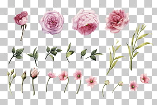 Rose Flower Wedding invitation Stock photography, HD hand-painted watercolor roses , pink petal flowers PNG clipart