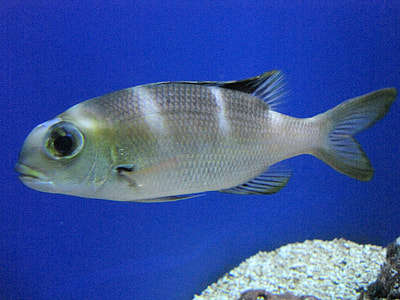 Humpnose big-eye bream - Monotaxis grandoculis thumbnail