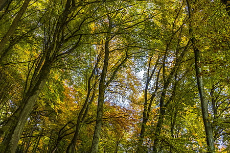 Trees thumbnail