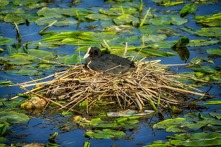 black bird nesting on bamboo thumbnail