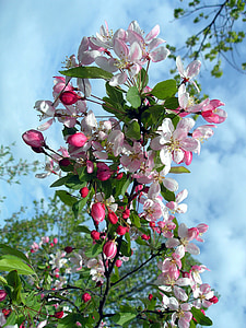 close up photography of pink petaled flower thumbnail