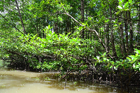 view of swamp during day time thumbnail