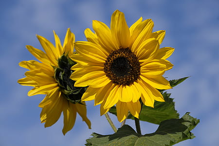 photo of sunflower thumbnail
