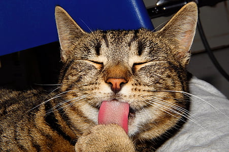 closeup photo of brown tabby cat sticking mouth out thumbnail